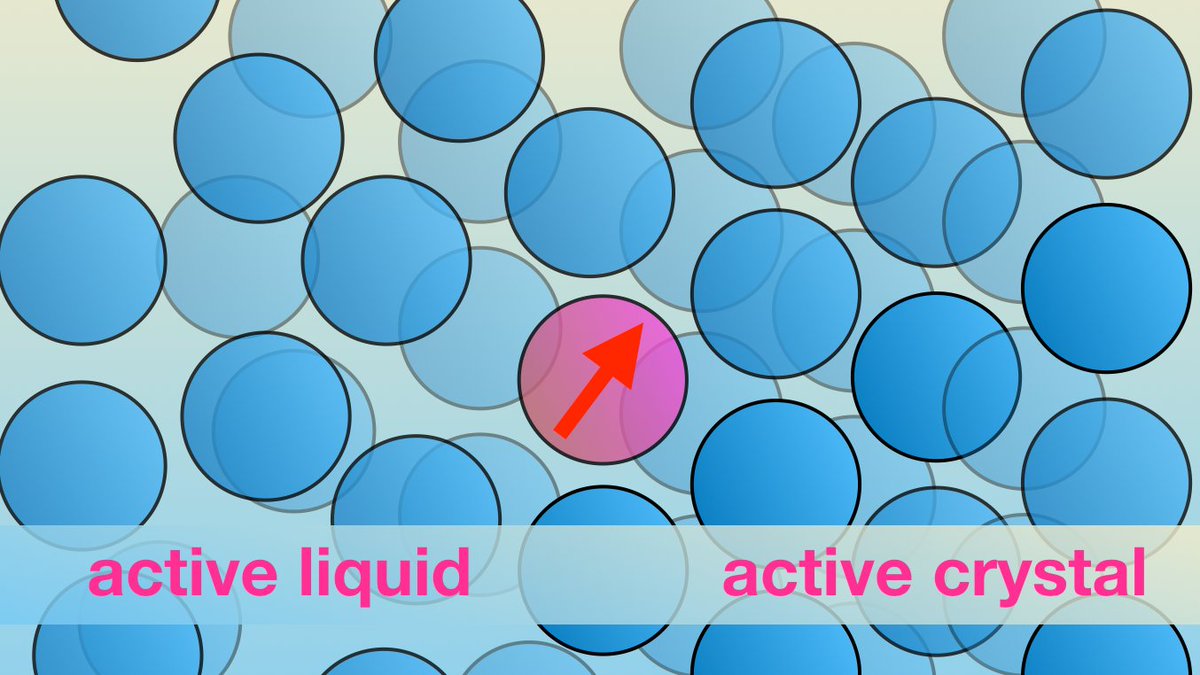 We have extended our theory describing motility-induced phase separation to include the active crystal phase. The theory gives a reasonable phase diagram with the swim speed acting as a state variable.
Just published as a letter in <a href="/PhysRevE/">Physical Review E</a> 
doi.org/10.1103/PhysRe…