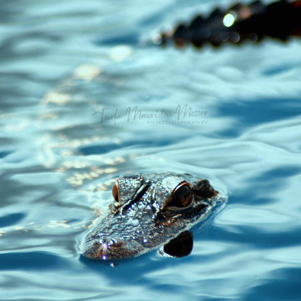 A_ZofWonderment's tweet image. Today’s Daily Picture Theme is ‘Curved.'