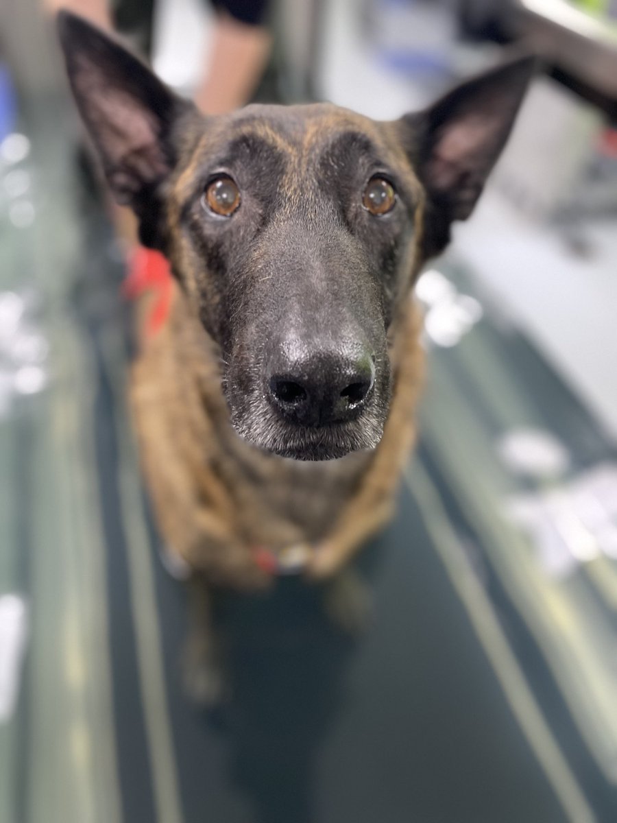 2/2 #RPDRex had a great morning having treatment and time in the water treadmill at @WrittleOfficial #caninetherapyunit 

He loves it and it helps to keep him super fit 💙