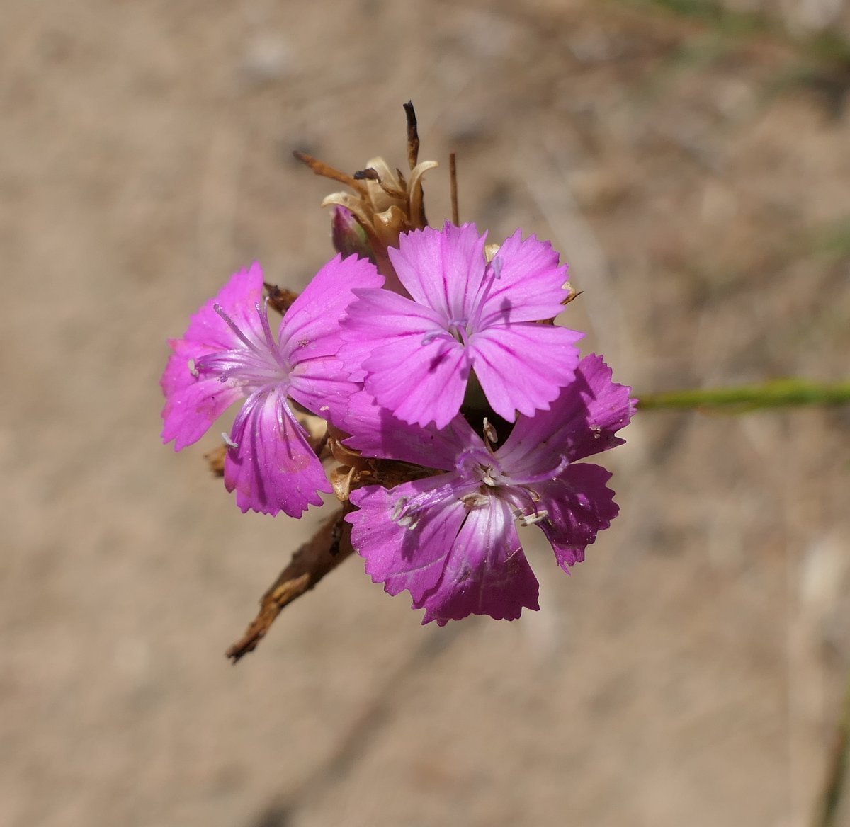 Die Grasnelke (Dianthus balbisii) kommt im Mittelmeerraum vor, bei uns zuweilen als Zierpflanze auch verwildert. (5/n)