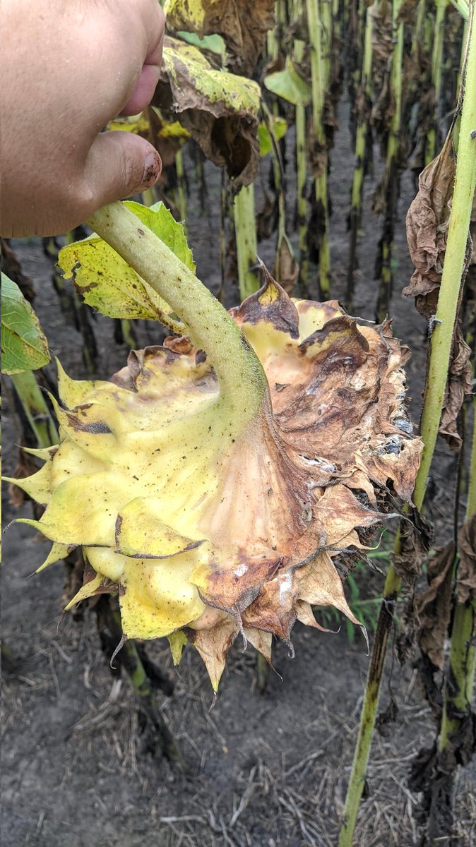 jmg_agro's tweet photo. No dejemos de lado el monitoreo girasol en el fin de ciclo.
Algunos lotes con alta incidencia de sclerotinia en zona Tandil.
Los daños pueden ser muy elevados. https://t.co/BnWBQQr7sp