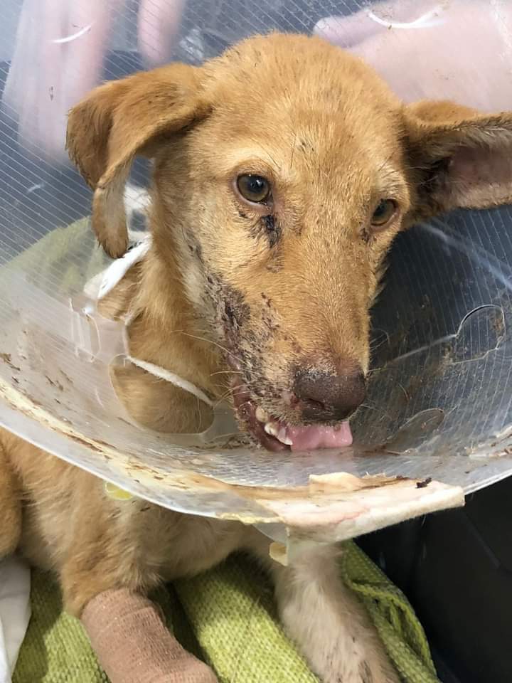 Save their life abort the stray

Κοινοποιήστε όλοι!
Αυτό το ζωάκι πρέπει οπωσδήποτε να βρει σπίτι και να βιώσει την ασφάλεια και την αγάπη! Το σάπισαν στο ξύλο με λοστό του έσπασαν σαγόνι και πόδι και το βρήκαν ετοιμοθάνατο! Πέντε μηνών μωράκι ρε!