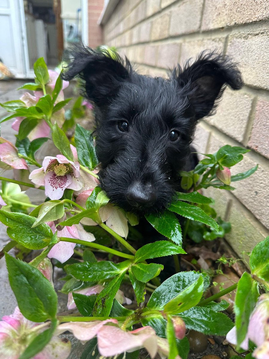 Lewisray666's tweet photo. @5_News Doris and Edgar the puppy 🐶 #Scottie #Dog https://t.co/tMOeukWwSS