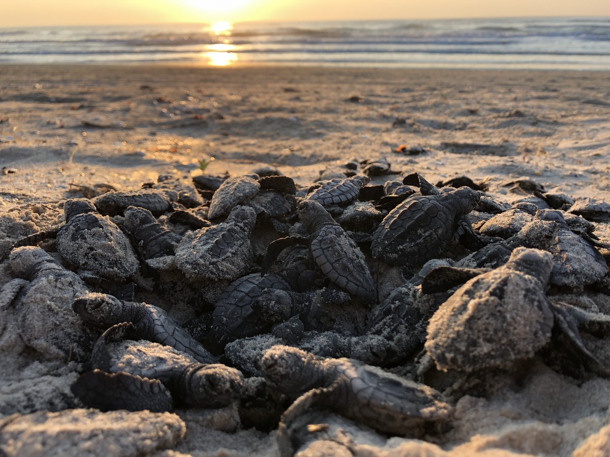 Though they are little, we love Kemp's ridley sea turtles with our whole heart! Take a look at this amazing photo captured by Jimena Gutiérrez-Lince.

Photo: @tortugologa
#seaturtle #turtletuesday #kempsridley