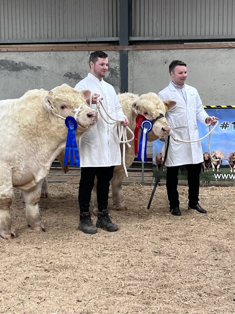 Successful weekend on the show scene. 
Picking up 1st and 2nd in their class, and junior reserve champion to top it off.