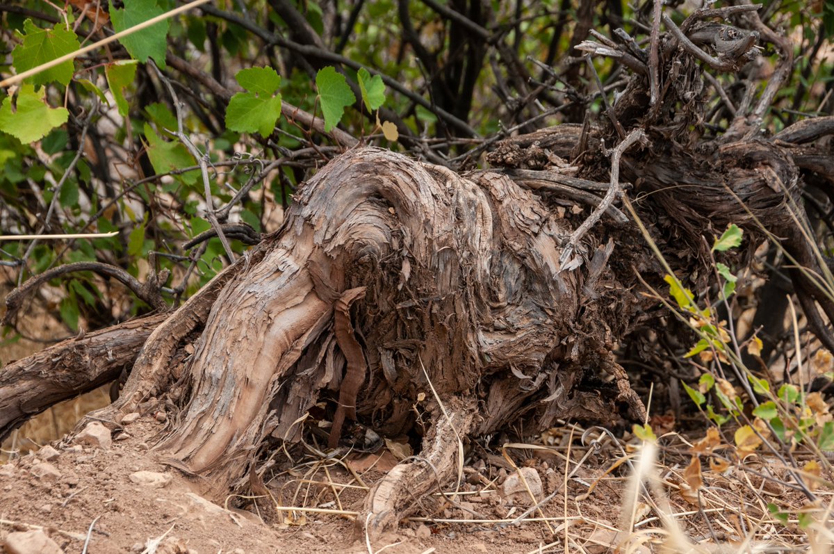 For over a decade, our mission has been to uncover the hidden treasures and fascinating stories behind each vine.
Grapevine was found in Gnishik, Vayots Dzor.