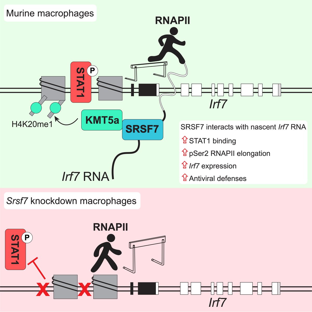 Another PW lab paper for you! Here, in @CellReports we report that SRSF7 is unique amongst SR proteins in its ability to activate antiviral immunity. It does so by directly activating transcription of IRF7, a master regulator of the type I IFN response. cell.com/cell-reports/f…