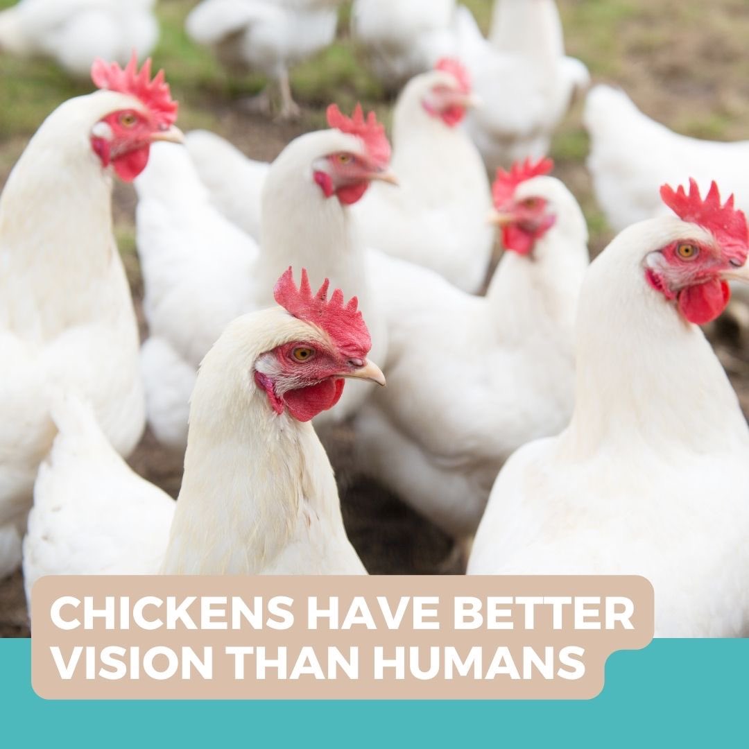 Chickens have better eyesight than humans, specifically when it comes to color. They can see ultraviolet light! In addition to this, they have monovision, which is when the left eye is farsighted and the right eye is nearsighted.