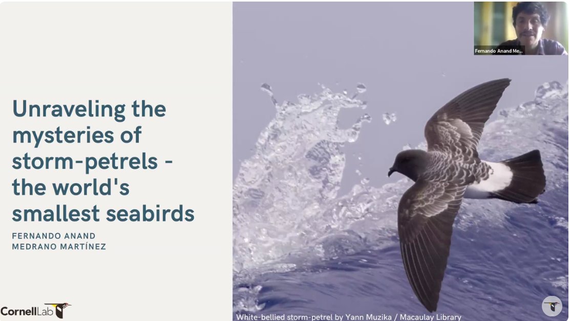 Did you miss last week's storm-petrel intensive with @FmedranoM of @ROC_CL and @birdsoftheworld? Fernando presented an in-depth, wide-ranging overview of the life history of the special group of seabirds - vids in ENGLISH y Espanol birdsoftheworld.org/bow/news?categ…