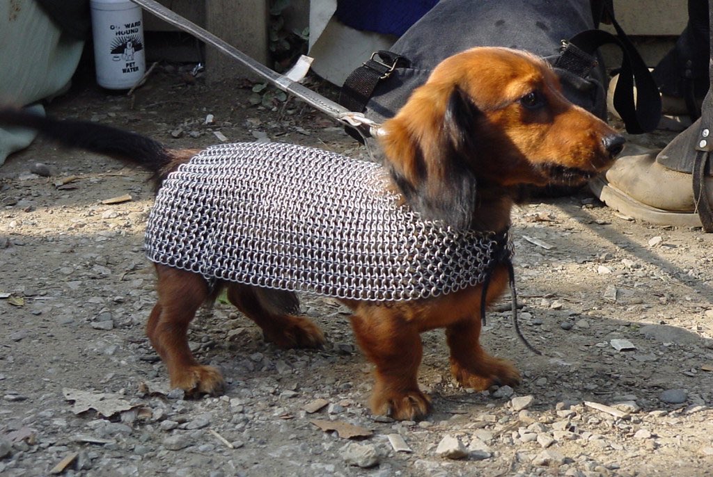 Latest obsession is this photo of a dachshund at a Renaissance festival in Michigan