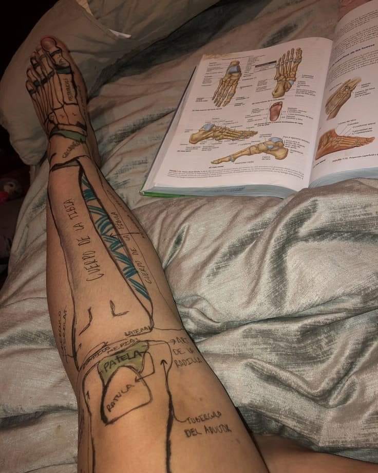 Una de las formas mas eficientes de aprender anatomía.