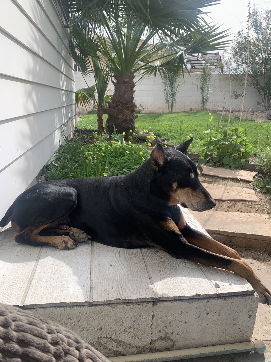 pinch_weasel's tweet photo. This guy rocks!#dobies https://t.co/Ayx0mcxz6M