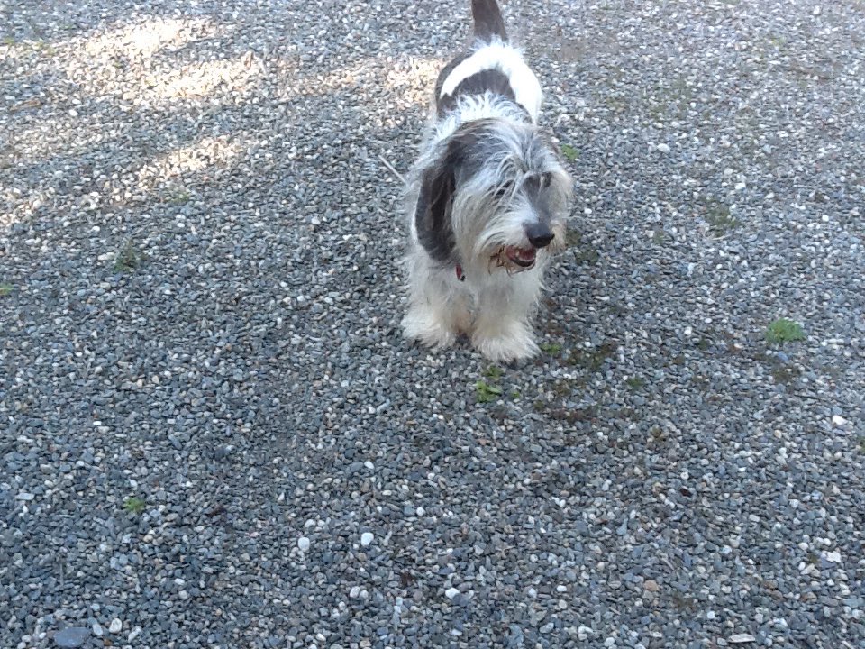 VapidNonsence's tweet photo. I miss my little thug every day.. my wife only got to know giuseppe here for a month before he like all dogs do.. told us it was time to let him go. He was in a lot of pain. 14 is old for a pbgv #pbgv #doggie #mansbestfriend #pets #oldfriend #RIP https://t.co/WgkuDQ2pdV
