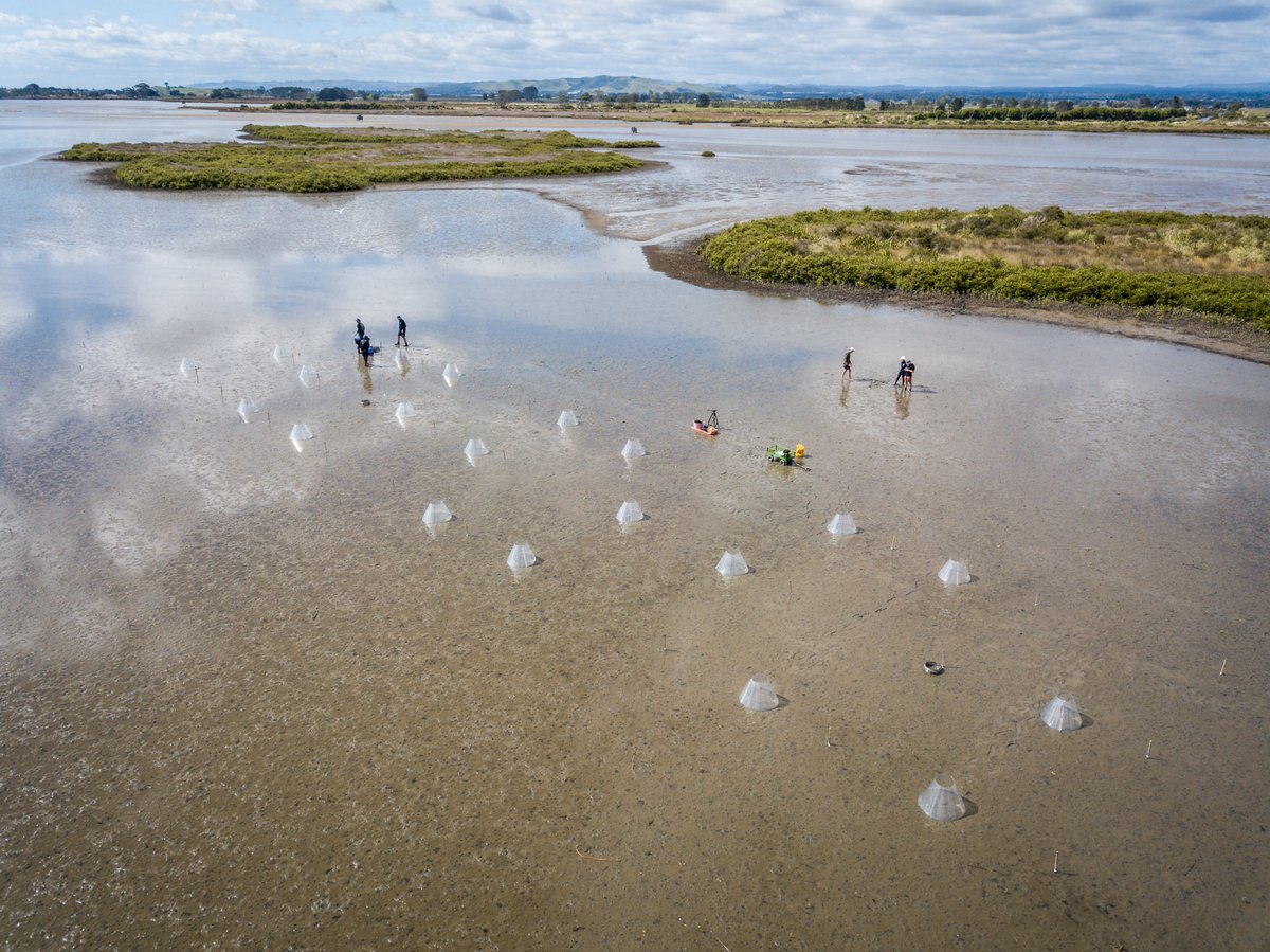 How do marine heatwaves &amp; warmer temperatures impact shellfish &amp; critters living in our estuaries? 🌡️🦀

That’s the question a team of NIWA coastal marine ecologists are investigating in Waihī Estuary in the Bay of Plenty. Watch here 👉1news.co.nz/2024/02/27/bay…