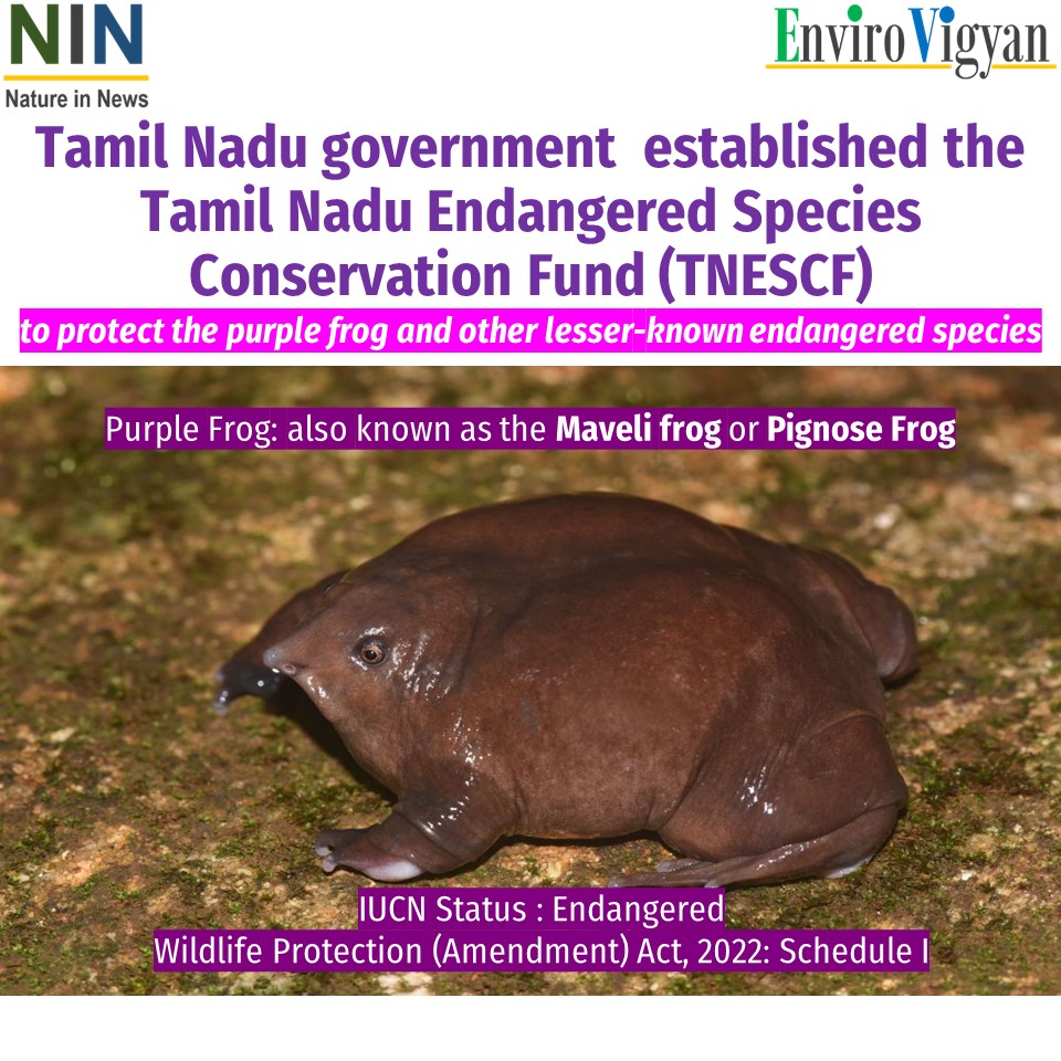 A special fund to save Purple Frog, a ‘living fossil’, in the Western Ghats.
#natureinnews #purplefrog #frog #frogs #amphibian #anamalai #amphibians #tamilnadu #india #westernghats #endangered #endangeredspecies