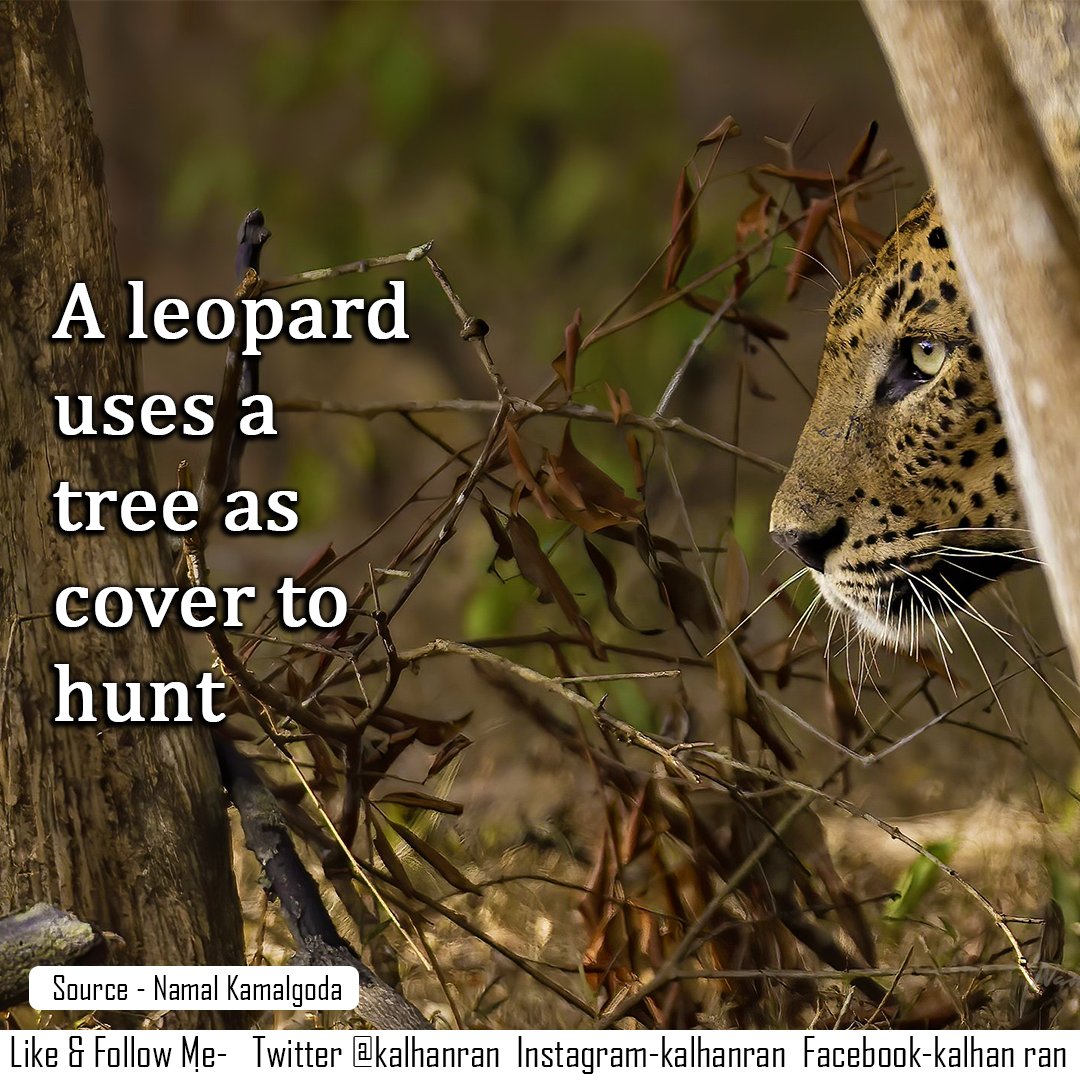 A leopard uses a tree as cover to hunt
#LKA #SriLanka #travel #srilankansafari #wilpattu #leopard #bigcat #srilankanleopard #leopardsofwilpattu #VisitSriLanka 
x.com/Namalkamalgoda…