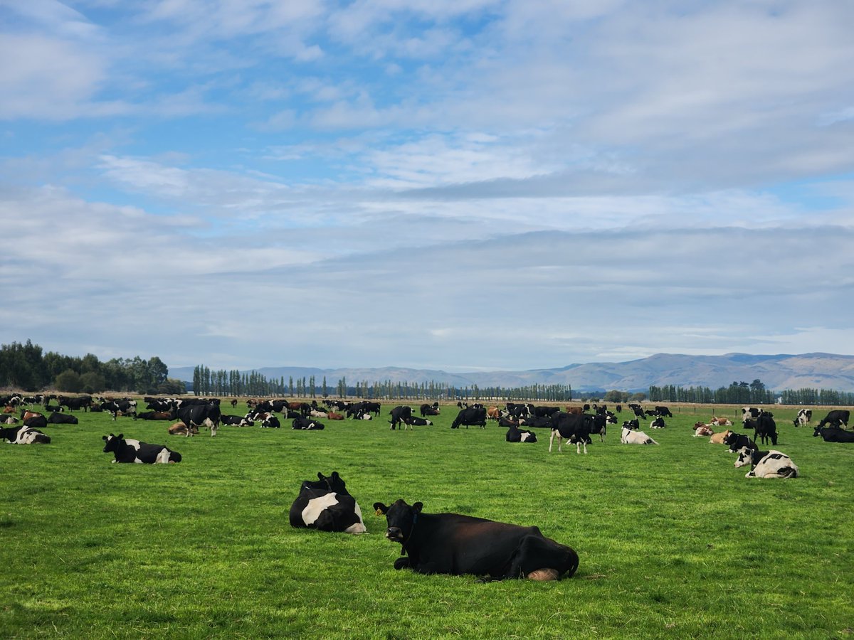 Anieka Templer tweet media