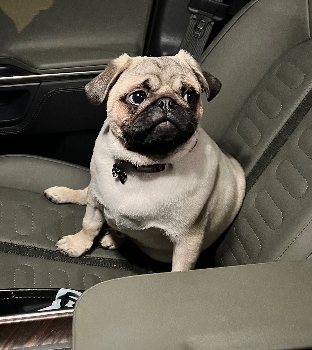 I have said for years that "I am not a dog person" and "I would not be a good dog owner".  And then I got one and I am totally in love with the little guy. #puglife #pug #neversaynever
