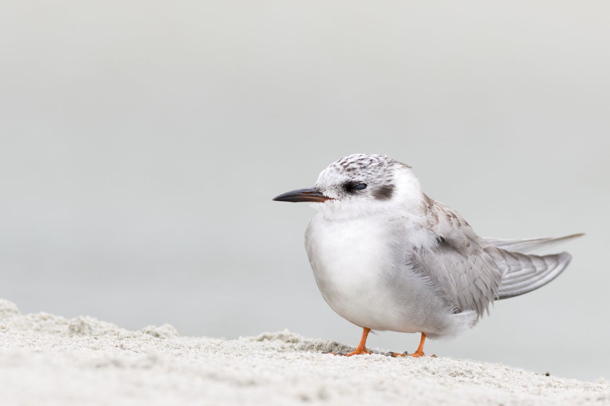 DrPaulSorrell's tweet photo. My attempt at a high-key image of a tara piroe or juvenile black-fronted tern.
#birdphotography #TwitterNatureCommunity #birds #nzbirds #wildlifephotography #NaturePhotography #BBCWildlifePOTD #ThePhotoHour #PhotoOfTheDay #BirdsSeenIn2024 #Tern #Tarapiroe #KaikoraiStreamEstuary https://t.co/ic94dMuueq