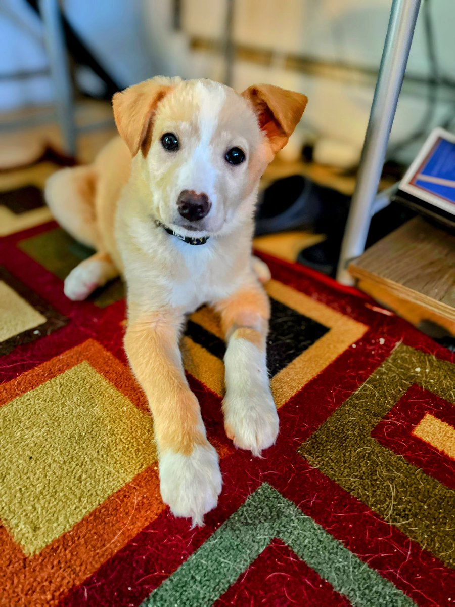 Introducing our newest adoptee. Hunter, a golden husky mix. #anchoragelife