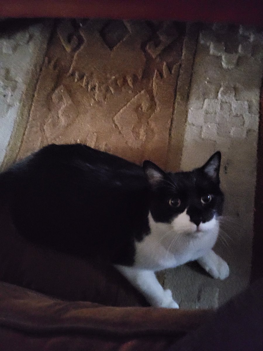 abbysnotfunny's tweet photo. @ShouldHaveCat I thought this was my cat https://t.co/ZMct7eHJuU