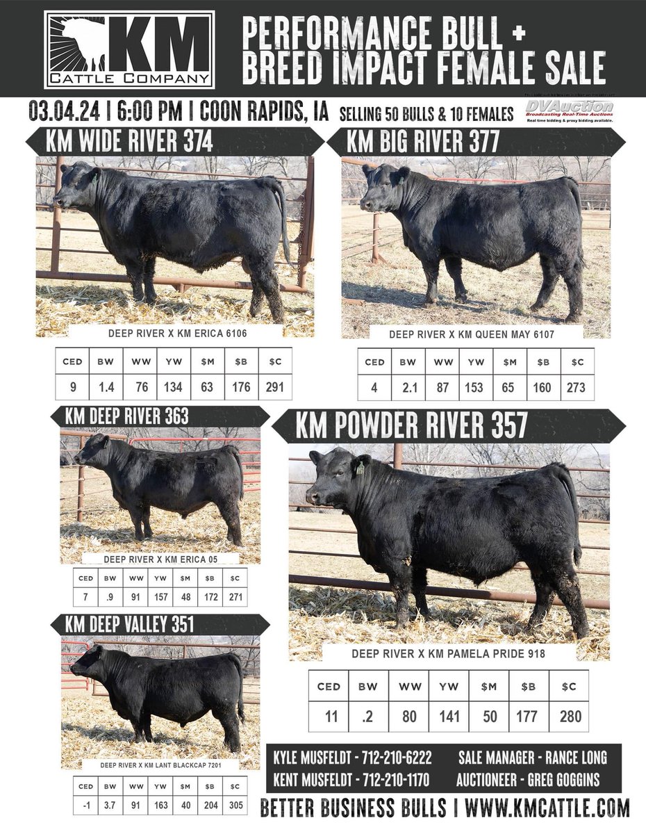 KyleMusfeldt's tweet image. These Ellingson Deep River sons sell one week from tonight in Coon Rapids, IA!