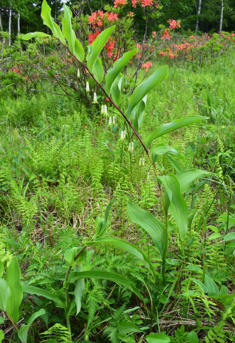 EVERGREEN tweet media