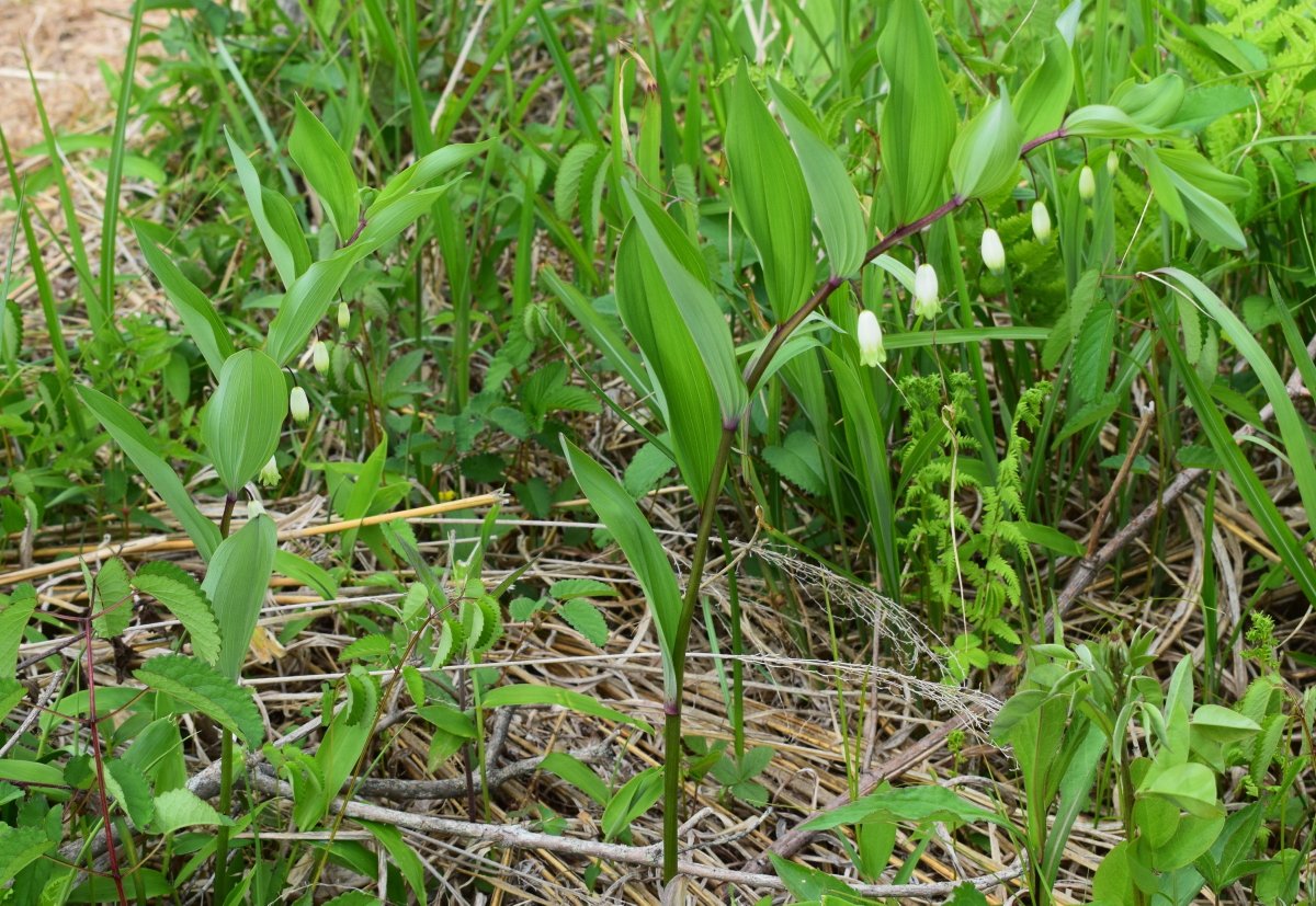 EVERGREEN tweet media