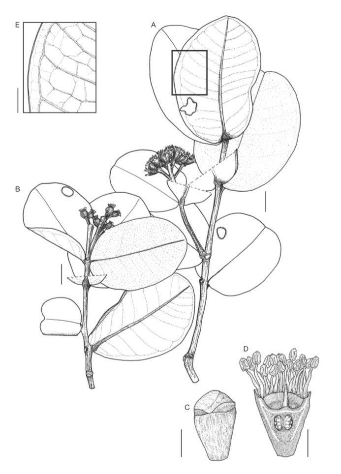 Herbaria are invaluable repositories of plant diversity. These 3 Syzygium spp from Vietnam & Cambodia were described from herbarium specimens, as part of the Flora of Cambodia, Laos & Vietnam project. adansonia.com/46/4 @Publi_MNHN @NBGGlasnevinOPW @DBNherbariumOPW