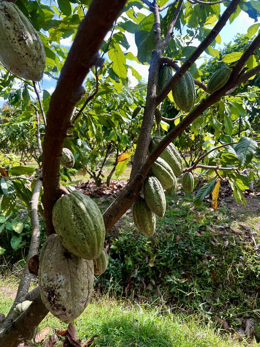 BinonCacao's tweet photo. 今日のビノン
葉の剪定作業は大切な仕事
風を通しやすくして害虫に被害を受けないように気を配ります。
昨年のテトは害虫にやられて泣きましたが、今年は元気です!
#BINON https://t.co/gaFLPm1VqK
