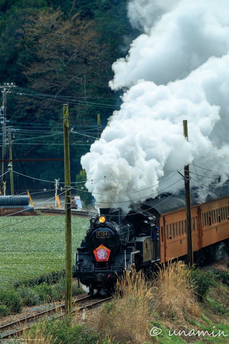 cso0's tweet photo. 24.02.24
#大井川鐵道
#大鐵
#大井川鉄道 
#静岡
#蒸気機関車 
#c108
#oigawarailway
#SL
#steamlocomotive
#shizuoka
#japan
#canon
#eos1dxmarkii 
#ef200400
#ef200400mmf4lisusm
#ef200400mmf4lisusmエクステンダ14
#my_EOS_photo https://t.co/fU36KTu8Bf