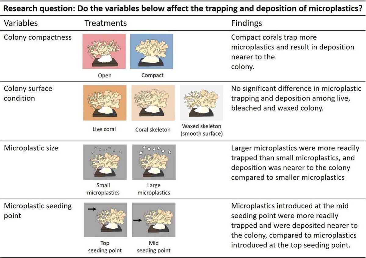 📢 New paper by Li Peng and @ClaraYong in @SciTotEnv describing the effects of #coral morphology on #microplastic trapping! 🪸👩🏻‍🔬 Compact branching coral colonies captured and encouraged more #microplastic deposition compared to open colonies. Well done 🌟  doi.org/10.1016/j.scit…