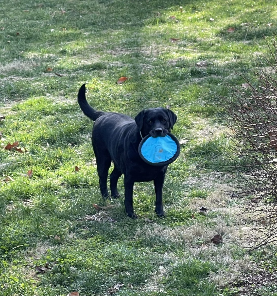 MsMel72's tweet image. Perfect day with BFF… 💕😊🐾
#adogslove #betterwithbubbles #mygrace