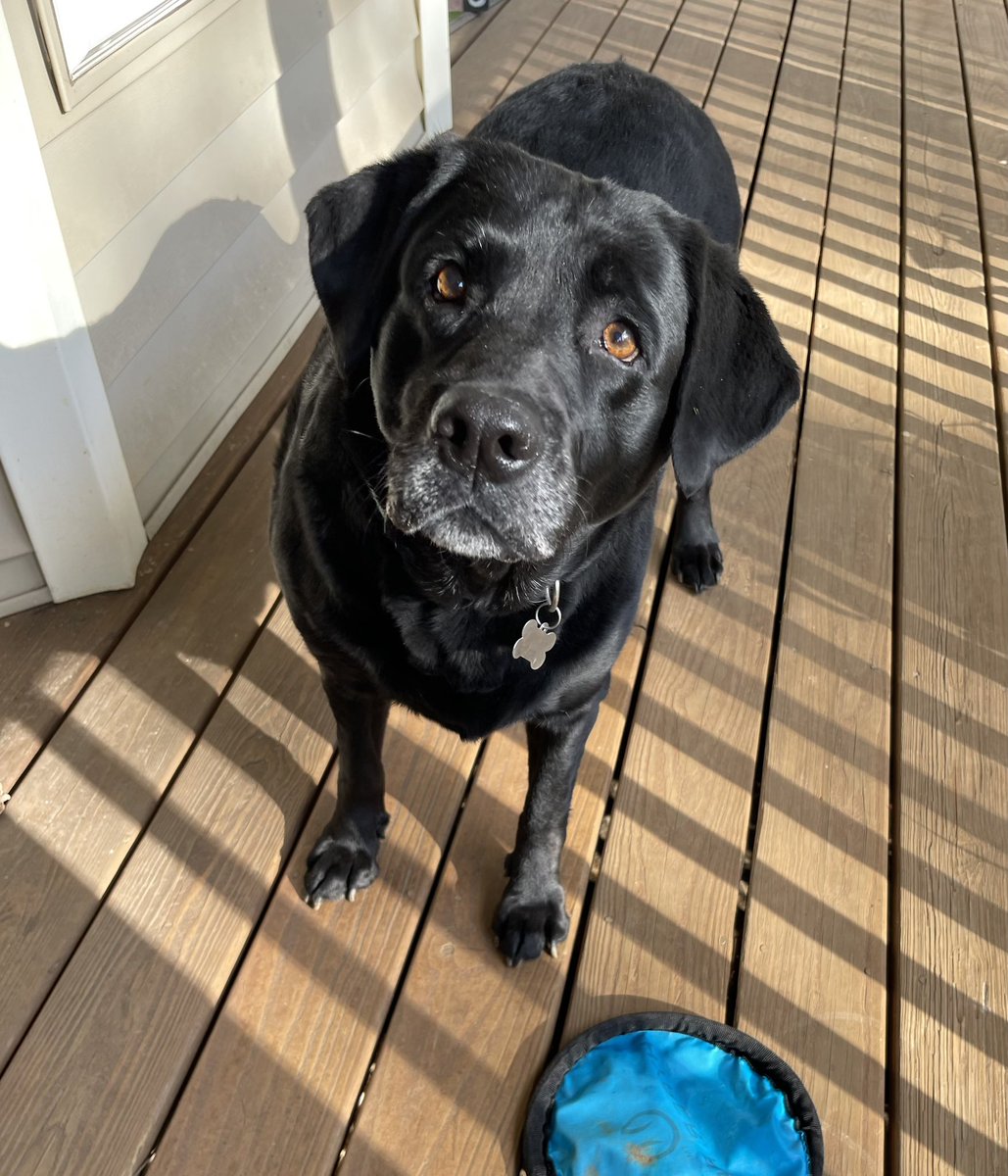 MsMel72's tweet image. Perfect day with BFF… 💕😊🐾
#adogslove #betterwithbubbles #mygrace