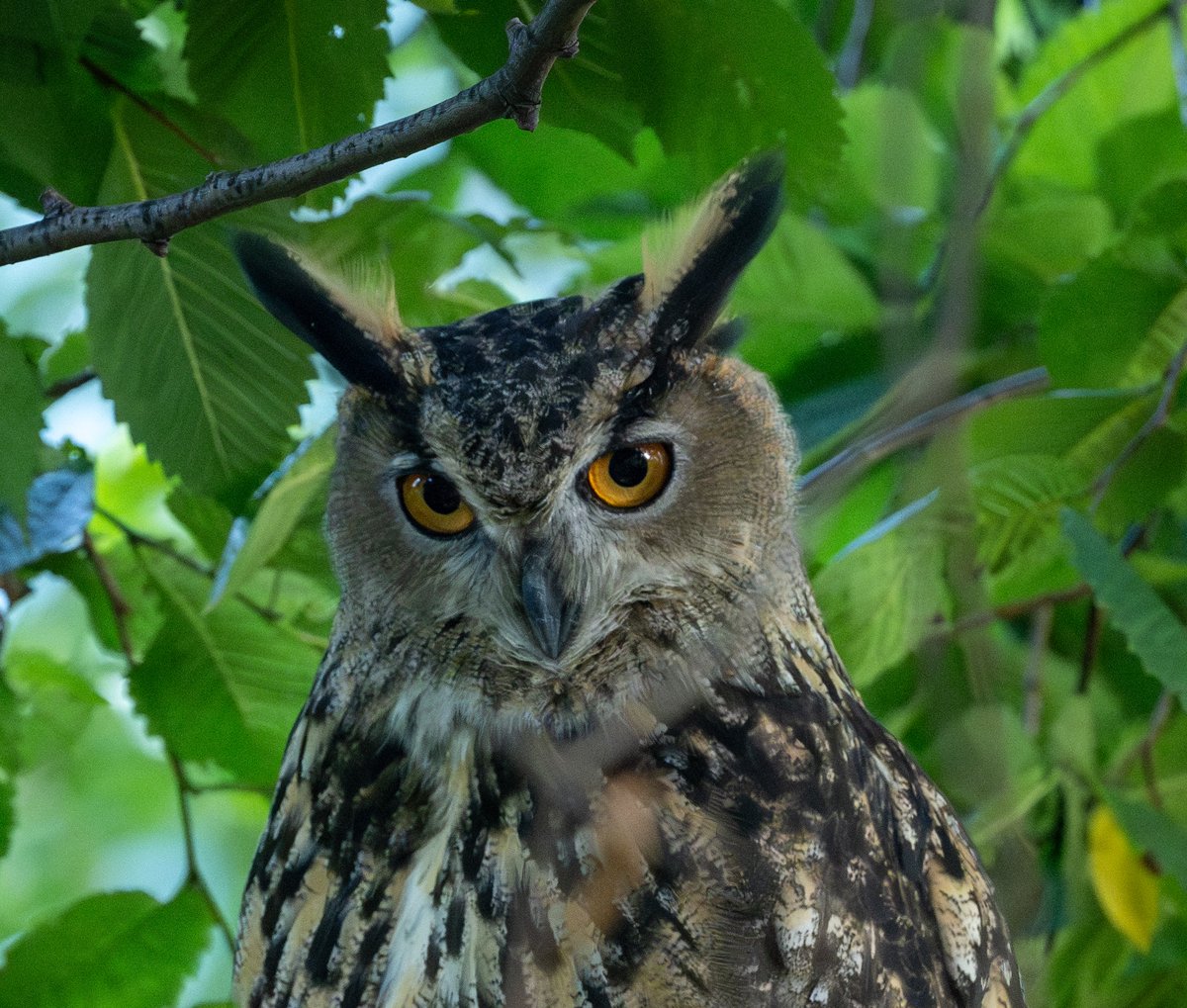 Tracy Pennoyer tweet media