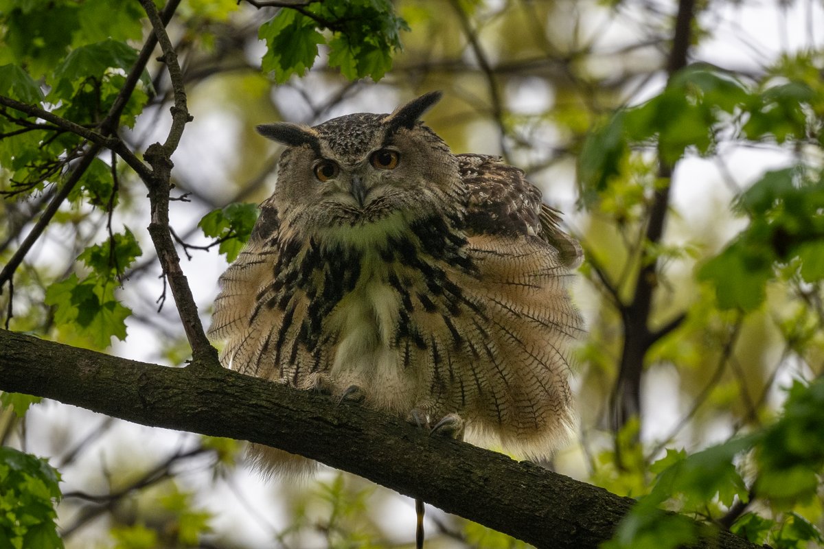 Tracy Pennoyer tweet media