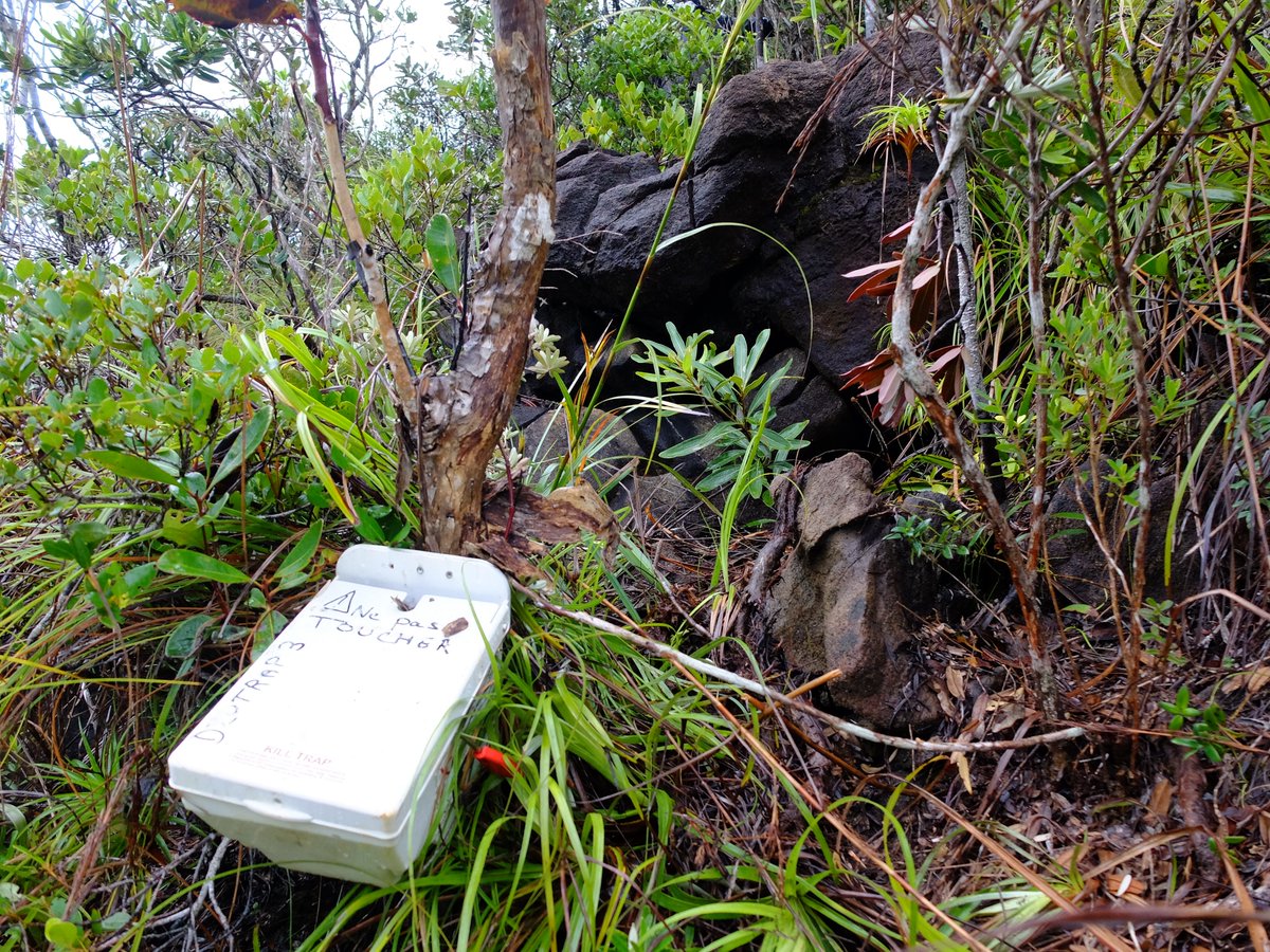 The @BirdCaledonia team again in the field! Conservation and monitoring of a recently discovered colony of Gould's petrel that faces strong impacts of feral cats. Close collaboration with @ProvinceSud (SPAT and SGAP divisions)