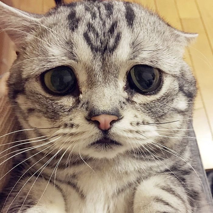 RT y acaricia al gatito que quiere ir al taller