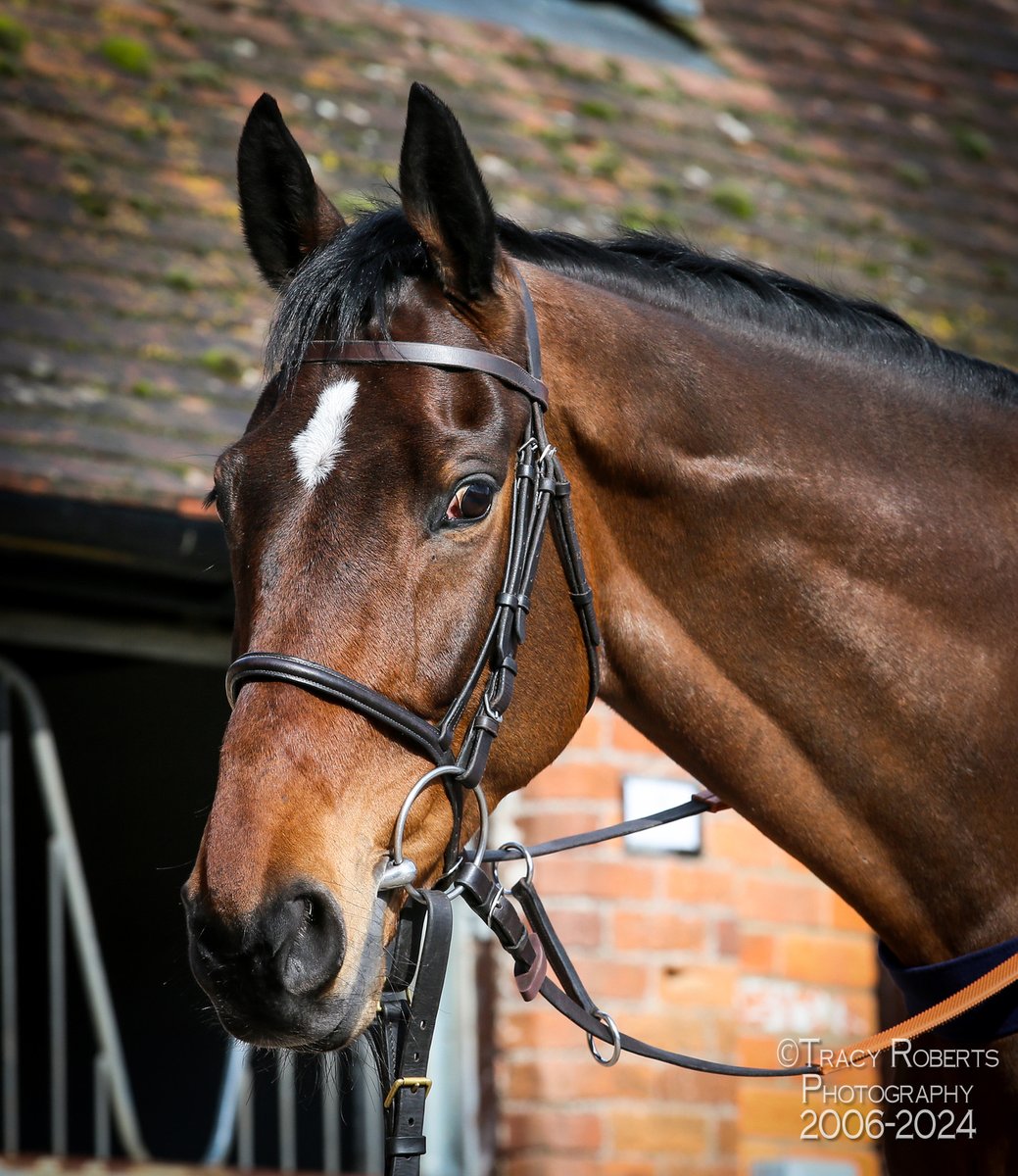 TurfPix's tweet image. Hitman.
Looked amazing today on parade for @CheltenhamRaces @PFNicholls @ged_mason @SFSshawfarmstud