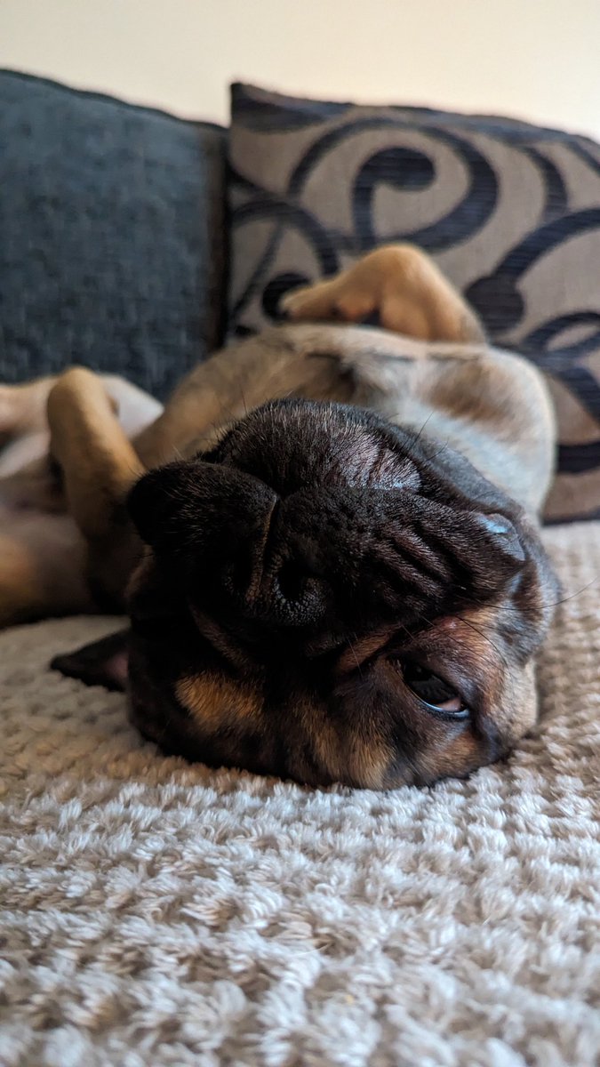 😍😍😍 #frenchielover #frenchbulldog #dogs