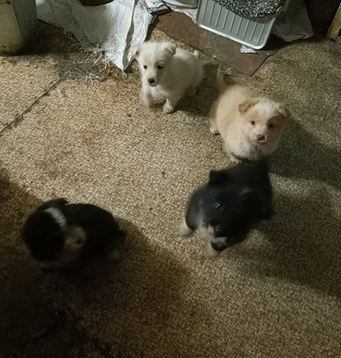 Знакомьтесь: новая банда из пятого дома