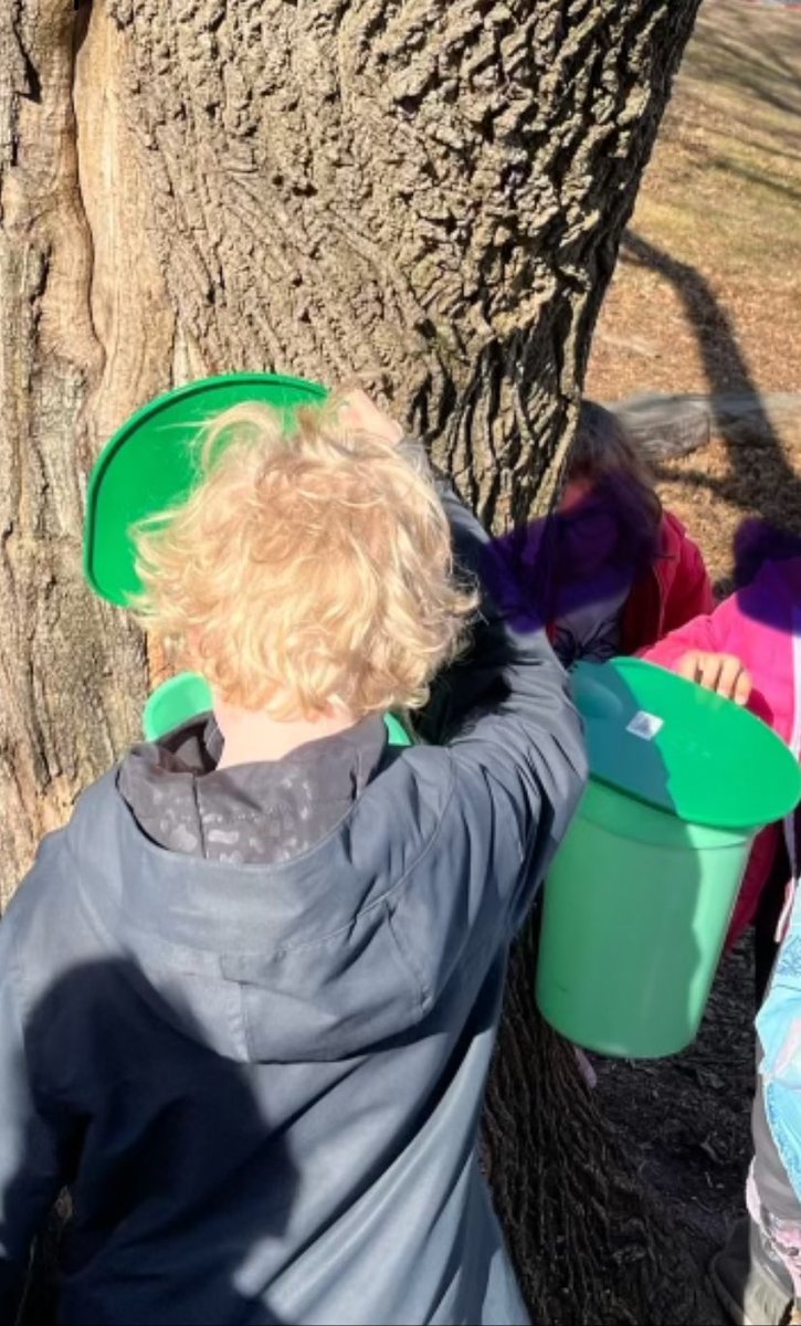 Can you see the first drop in the bucket? Parkside’s annual 🍁 maple tree 🍁 tapping is back for another year in our courtyard. This is another opportunity for students to engage in authentic outdoor learning. #parksideproud <a href="/TOES_TDSB/">TOES_TDSB</a> <a href="/npersaudLC4/">NadiraPersaud-FOS14/LC2</a> <a href="/jenbudden/">Jennifer Budden</a>