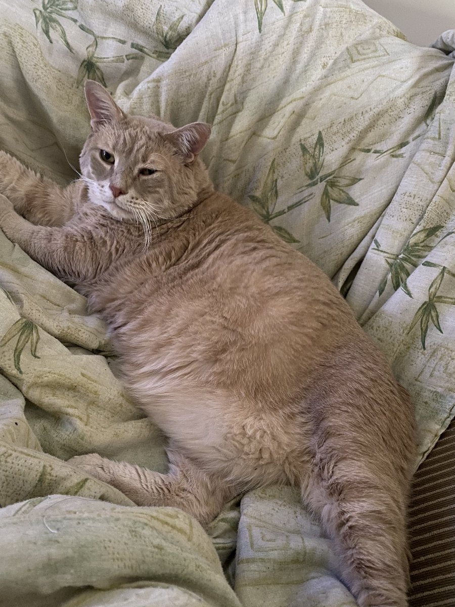 AngelPower117's tweet photo. finally catching up on #JerseyShoreFamilyVactation @MTV aweee, @angelinamtvjs love your fat cat, mine is a #BigBoy too but we named him baby when he adopted us 🐾 @JENNIWOWW was so nice buzzing his butt. Here’s my big boy, #FatCatClub https://t.co/FlzpeJx9K0