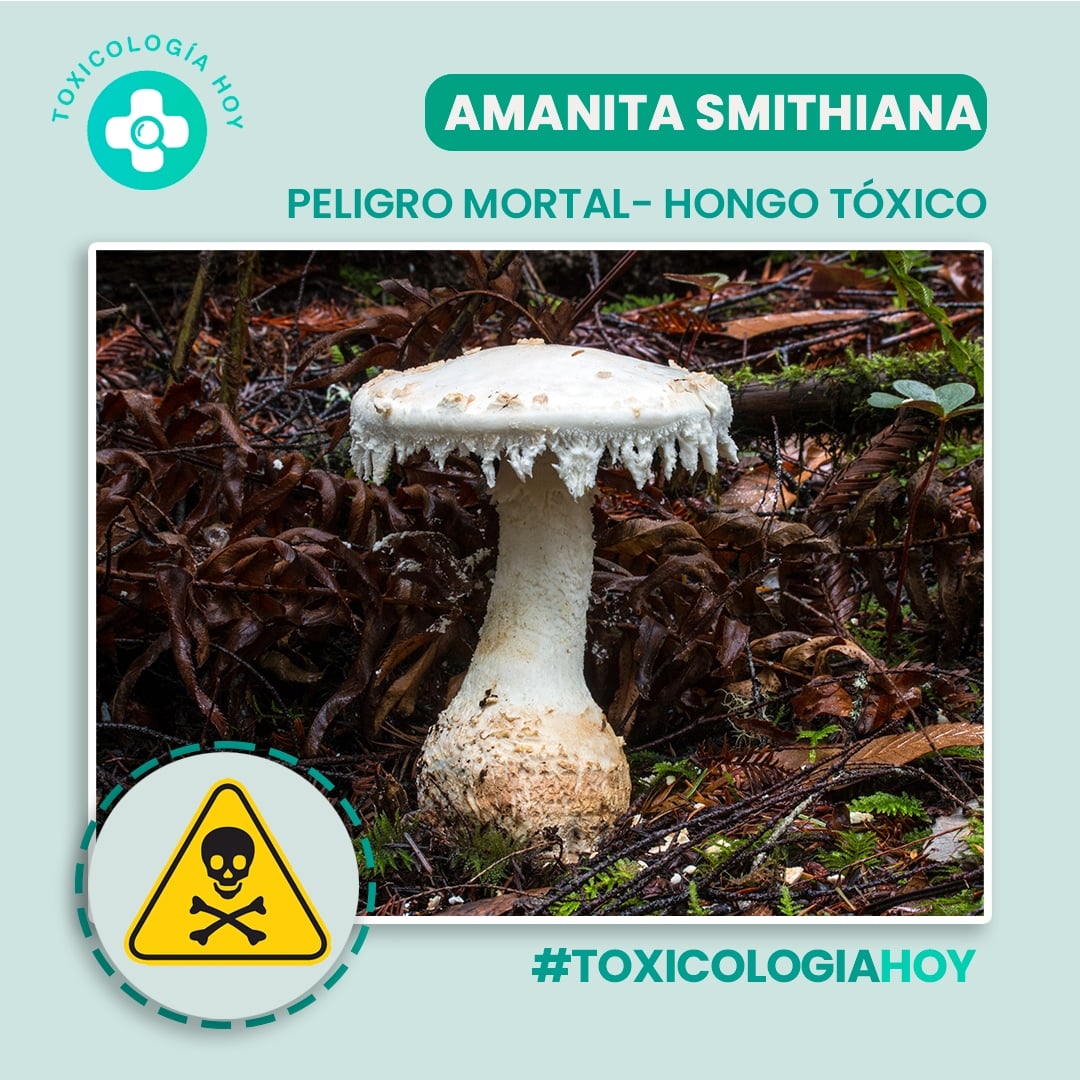 La Amanita Smithiana es un #hongo altamente #tóxico🍄

👉🏻 Consumirlo puede provocar graves problemas de salud, incluyendo daño hepático, insuficiencia renal e incluso la muerte.

📍Este hongo contiene toxinas que pueden causar síntomas como vómitos, diarrea, mareos y convulsiones