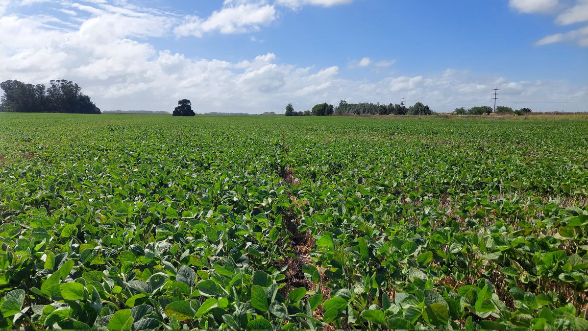 Guille Divito tweet media