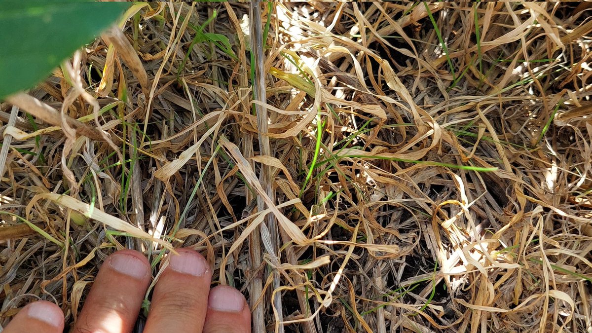 Guille Divito tweet media