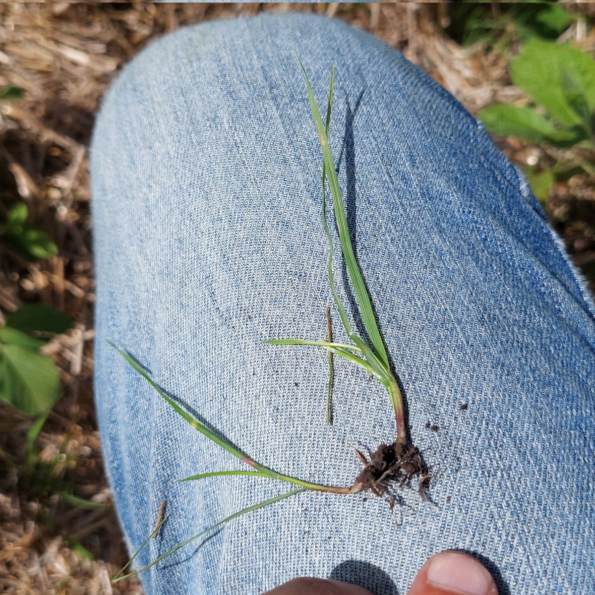 Guille Divito tweet media