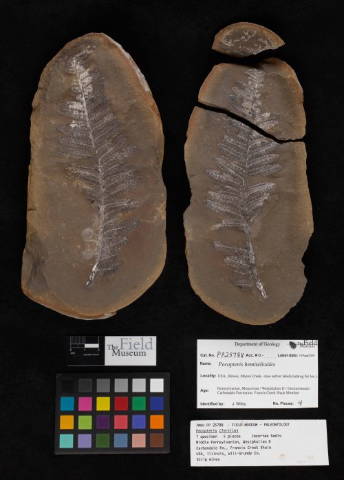 ESCONI's tweet photo. Mazon Monday #205: Cyathocarpus hemitelioides #fossils #paleontology #fern #treefern #MazonMonday #MazonCreek #pennsylvanian #fossil #fernfossil
A rarer variety of Mazon Creek fern.
https://t.co/QsPwARUtGu https://t.co/BWvZJMW6lE
