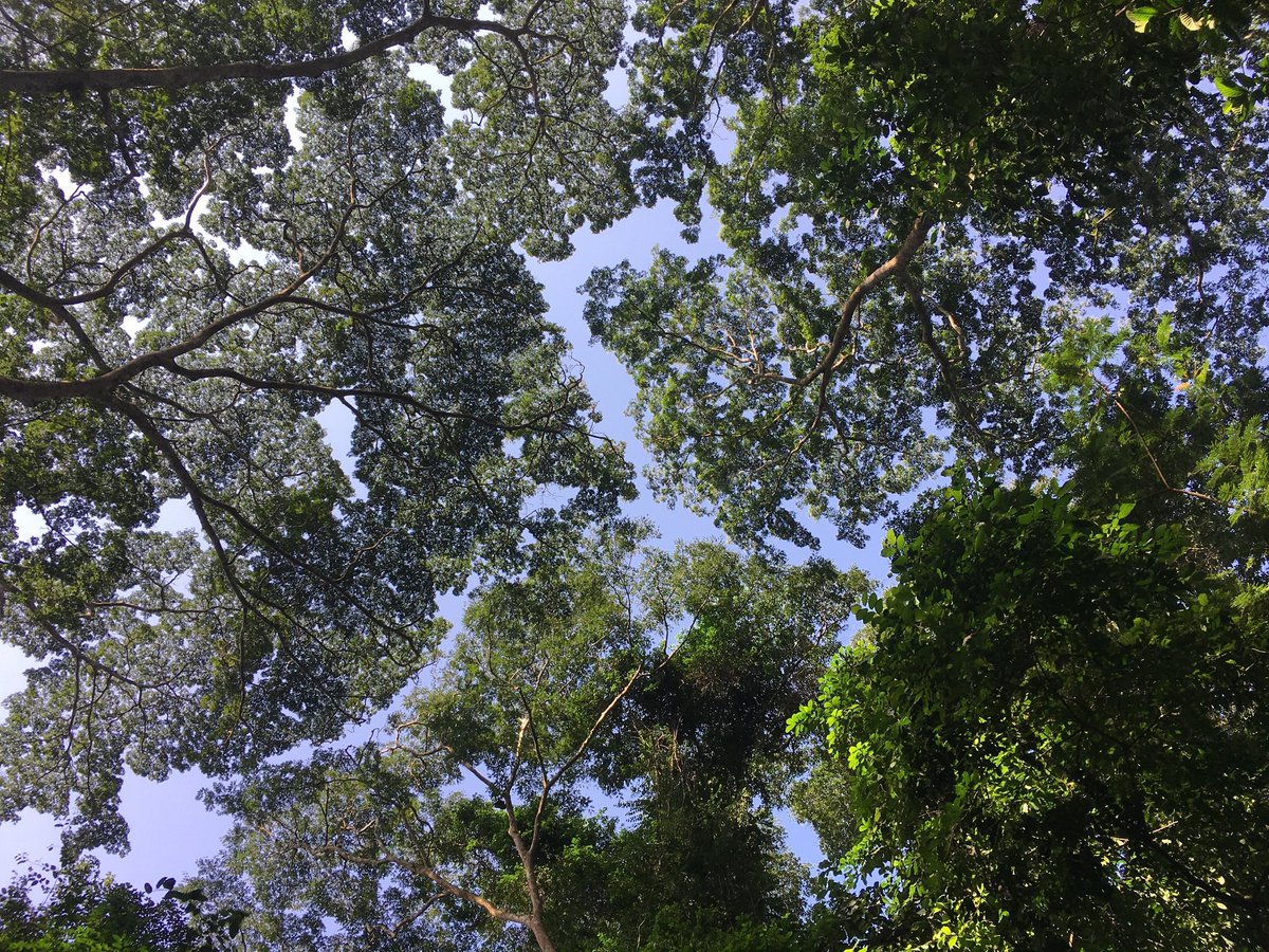 Bangor Uni Forestry tweet media