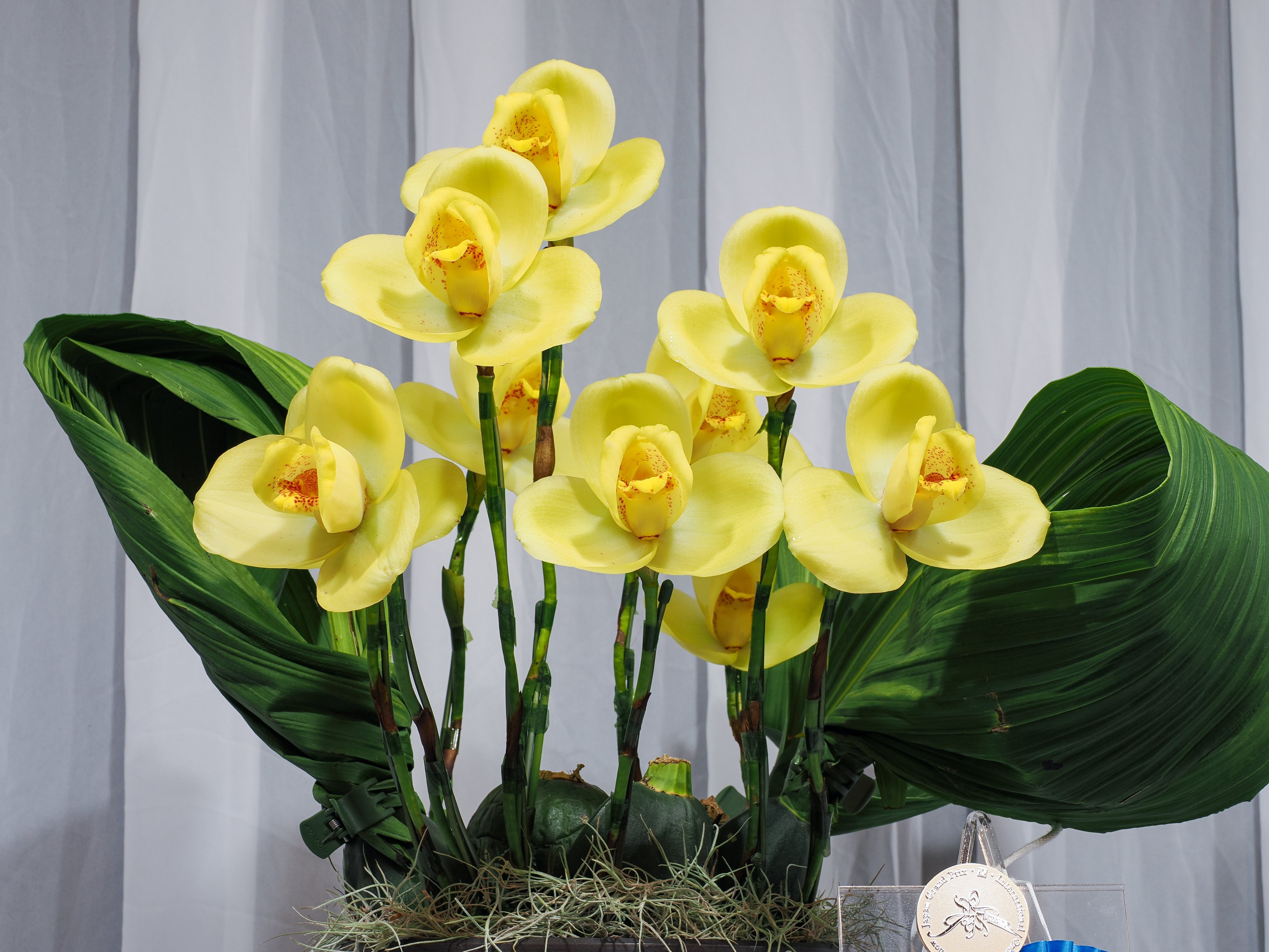 R416 1-4 N. (edwardsiana yellow Lamou x ventricosa red) x